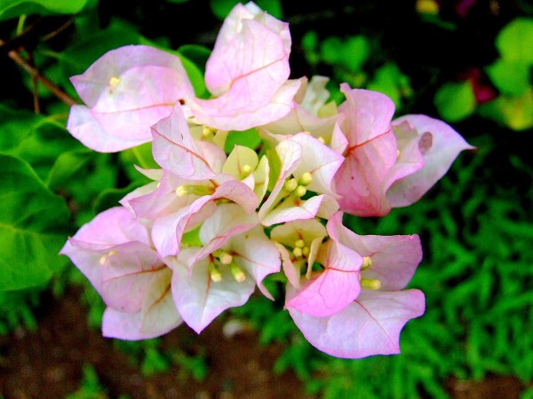 Bougainvillea Pflege Tipps und Wissenswertes über die Drillingsblume rosa blumen schön zart