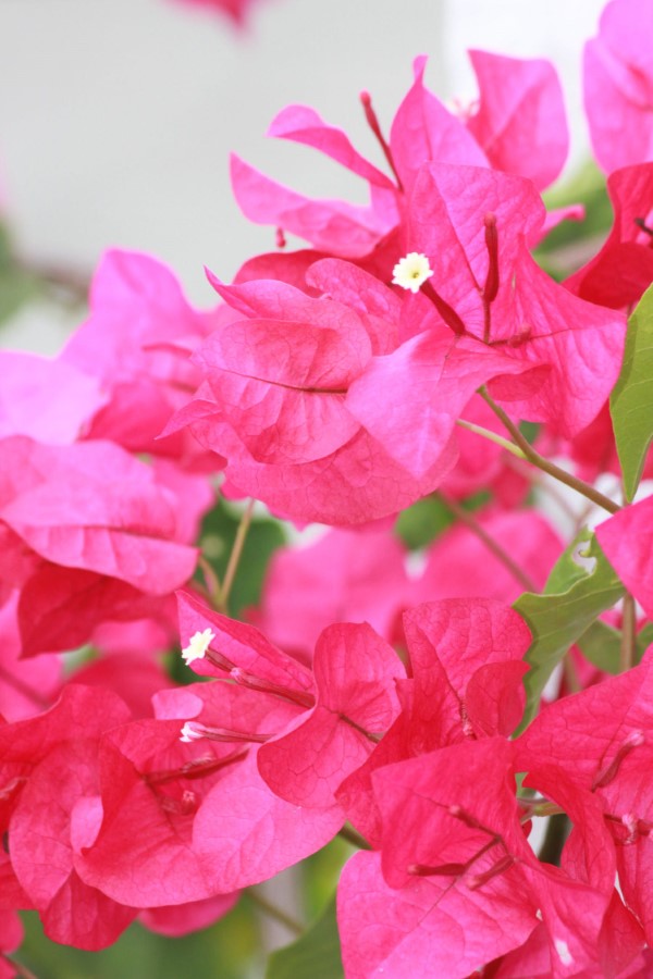 Bougainvillea Pflege Tipps und Wissenswertes über die Drillingsblume rosa lila blumen schön