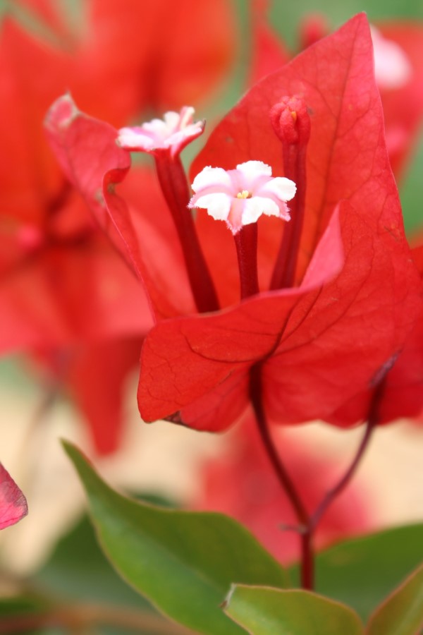 Bougainvillea Pflege Tipps und Wissenswertes über die Drillingsblume rote blumen weiße blüten