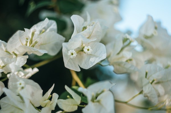 Bougainvillea Pflege Tipps und Wissenswertes über die Drillingsblume weiße farbe blüten