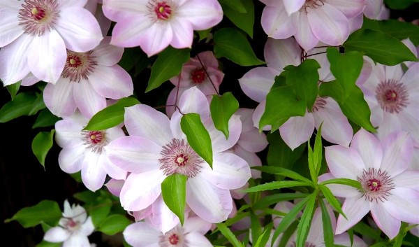 Clematis Pflege und Wissenswertes über die Waldreben lila blüten hübsch
