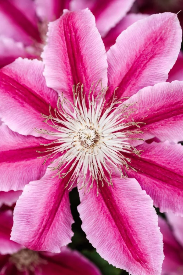 Clematis Pflege und Wissenswertes über die Waldreben lila weiße blüte groß