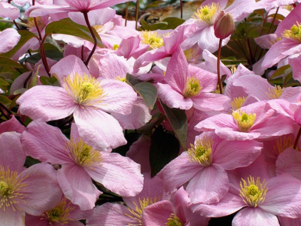 Clematis Pflege und Wissenswertes über die Waldreben rosa blüten voll