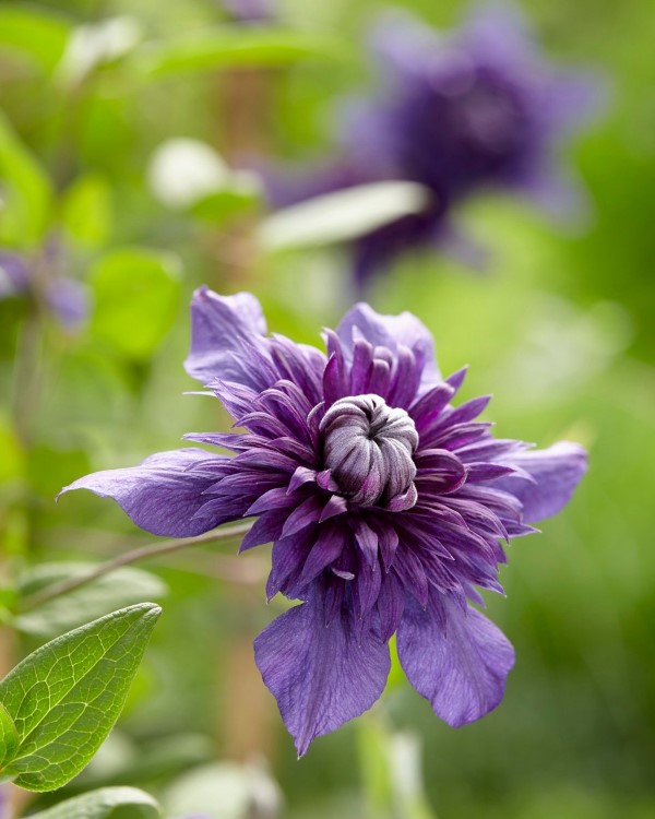 Clematis Pflege und Wissenswertes über die Waldreben violett sorte wundervoll