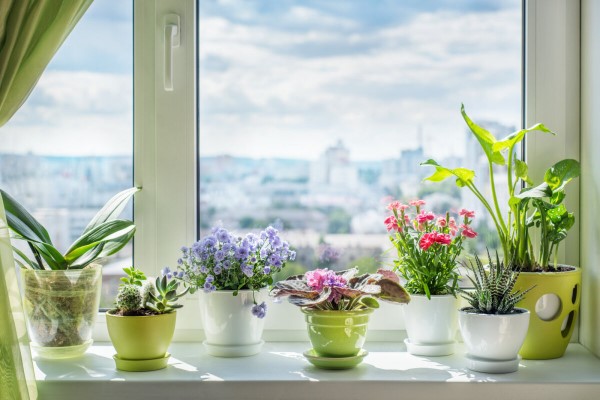 Fensterbank dekorieren für den Sommer – frische Ideen für jedes Interieur bunten blumen sommer sonneliebend
