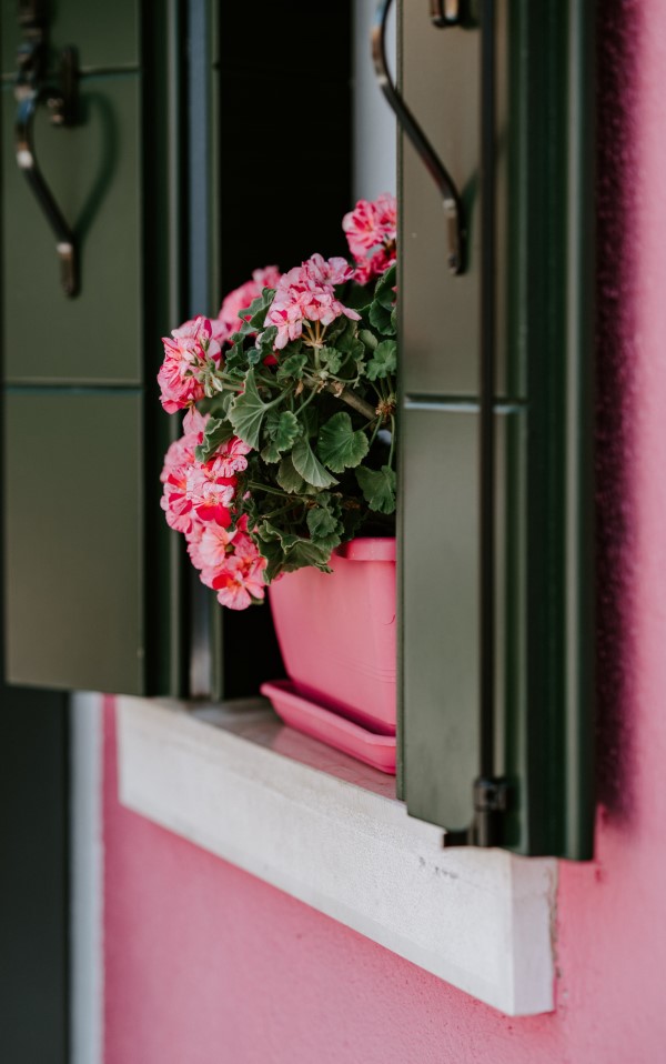 Fensterbank dekorieren für den Sommer – frische Ideen für jedes Interieur geranium rosa wände blüten