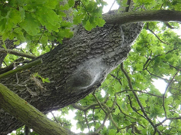 geferliches eichenprozessionsspinner nest