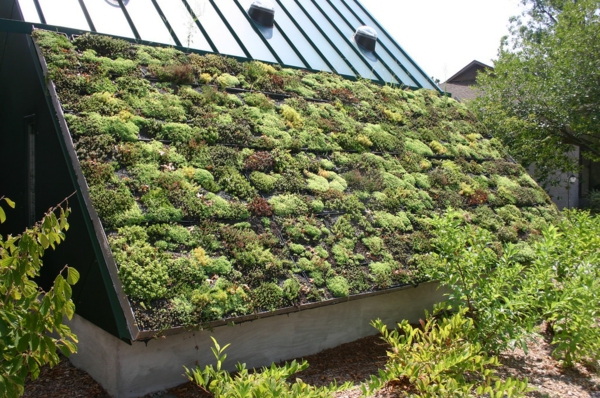 nachhaltig bauen und renovieren dachbegrünung