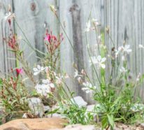 Prachtkerzen – die pflegeleichten Dauerblüher in Ihrem Garten