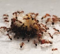 Ameisen vertreiben – so gewinnen Sie im Kampf gegen den Insektenstaat