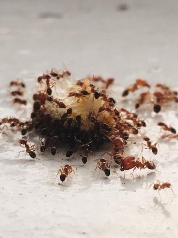 Ameisen vertreiben – so gewinnen Sie im Kampf gegen den Insektenstaat ameisen befallen brot