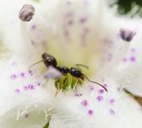 Ameisen vertreiben – so gewinnen Sie im Kampf gegen den Insektenstaat