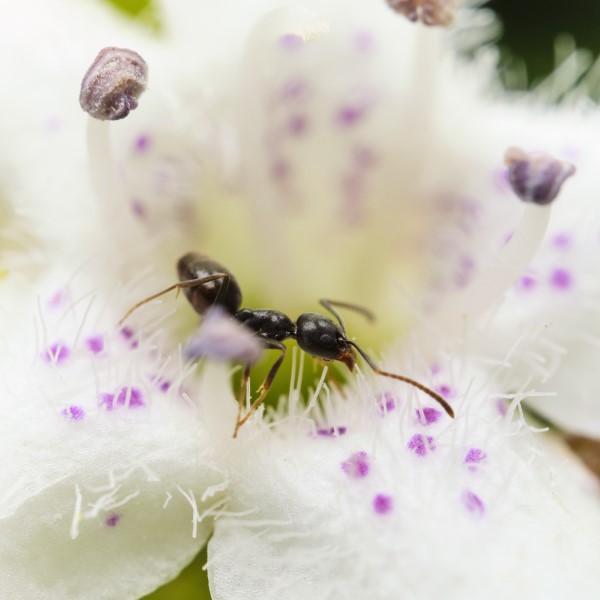  Απωθητικά μυρμήγκια - έτσι κερδίζετε τον αγώνα κατά των εντόμων κατά των εντόμων επικονιαστές στον κήπο 