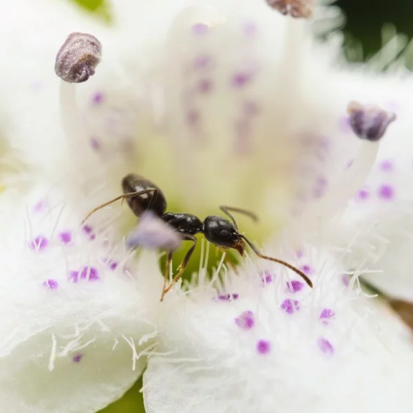 Ameisen vertreiben – so gewinnen Sie im Kampf gegen den Insektenstaat ameisen bestäuber im garten