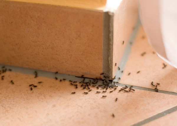  διώξτε τα μυρμήγκια - έτσι κερδίζετε στον αγώνα ενάντια στην κατάσταση εντόμων των μυρμηγκιών στην κουζίνα 
