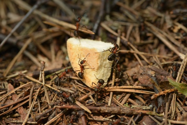  διώξτε τα μυρμήγκια - έτσι κερδίζετε στον αγώνα κατά του ψωμιού κατάστασης εντόμων κομμάτι ψιλοκομμένο σνακ για μυρμήγκια 