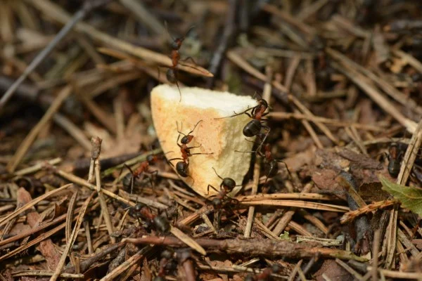 Ameisen vertreiben – so gewinnen Sie im Kampf gegen den Insektenstaat brot stück brösel snack für ameisen