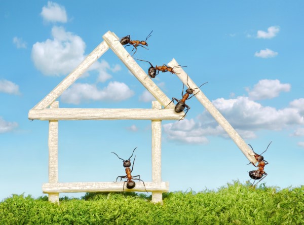  Απομακρύνετε τα μυρμήγκια - έτσι κερδίζετε στον αγώνα ενάντια στην κατάσταση των εντόμων στα μυρμήγκια του σπιτιού 
