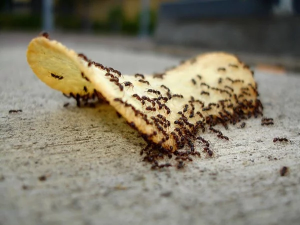 Ameisen vertreiben – so gewinnen Sie im Kampf gegen den Insektenstaat insekten knabbern an chips