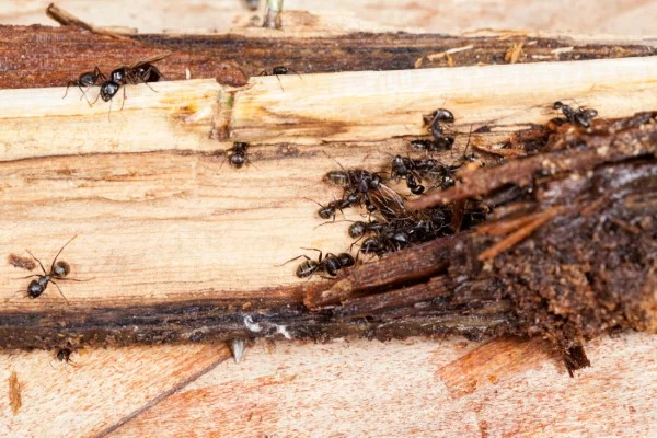 Ameisen vertreiben – so gewinnen Sie im Kampf gegen den Insektenstaat rossameisen holz schaden