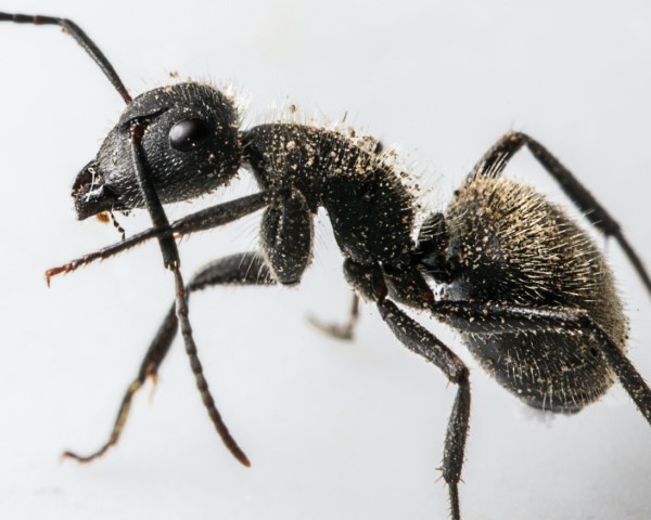  Απομακρύνετε τα μυρμήγκια - έτσι κερδίζετε στον αγώνα ενάντια στην κατάσταση των εντόμων. Black close close-up 