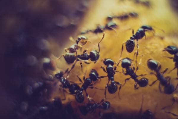  διώχνουν τα μυρμήγκια - έτσι κερδίζετε έντομα γλυκών και φρούτων στον αγώνα ενάντια στην κατάσταση των εντόμων 