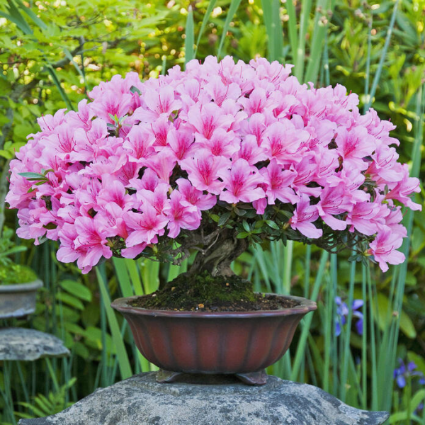 Azalee Bonsai im flachen runden Topf attraktive violette Blüten Blickfang im Garten