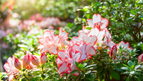 Azalee attraktive dekorative Pflanzen prächtige Blüten zweifarbig