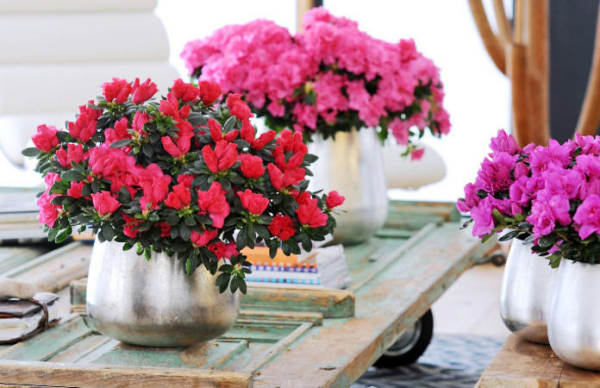 Azalee schöne dekorative Pflanzen verschiedene Blütenfarben ein Blütenmeer zu Hause