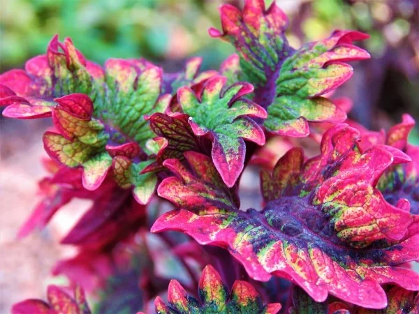 Buntnessel Pflege Tipps und Wissenswertes über den farbenfrohen Blickfang bunte zierpflanze