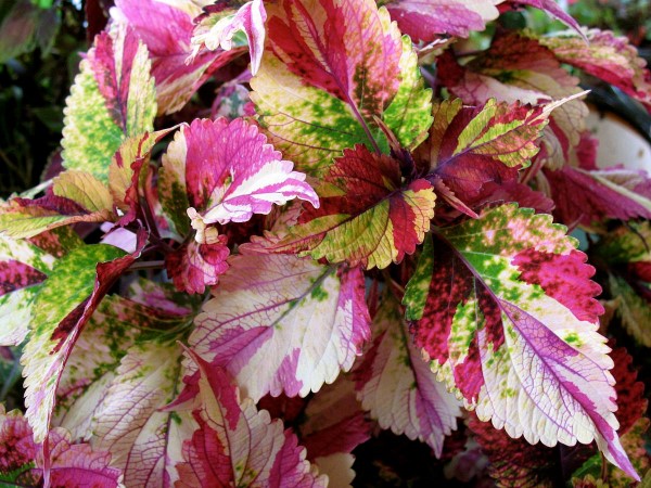 Buntnessel Pflege Tipps und Wissenswertes über den farbenfrohen Blickfang mehrfarbige sorten kübelpflanzen