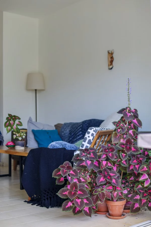 Buntnessel Pflege Tipps und Wissenswertes über den farbenfrohen Blickfang wohnzimmer deko pflanze