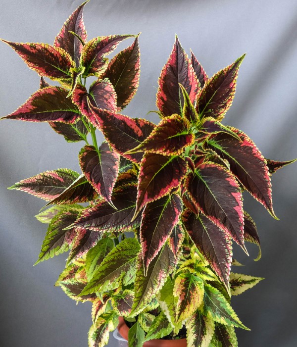 Buntnessel Pflege Tipps und Wissenswertes über den farbenfrohen Blickfang zierpflanze mehrjährig attraktiv