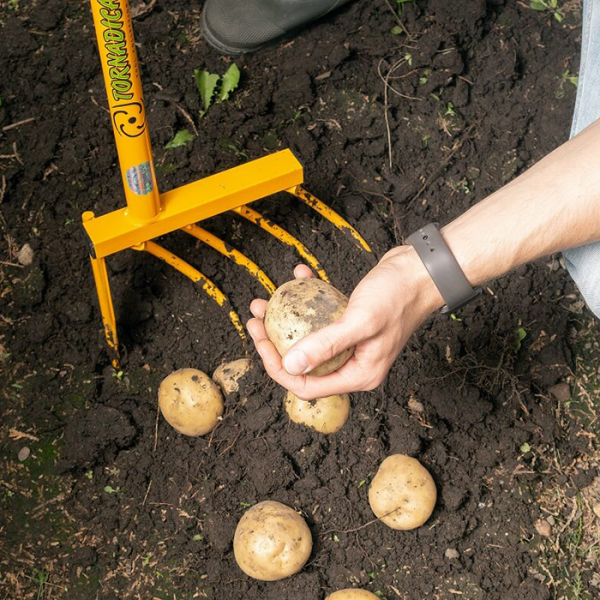 Garten im Sommer Kartoffelernte Kartoffeln mit einer Grabegabel herausgraben die Knollen nicht beschädigen