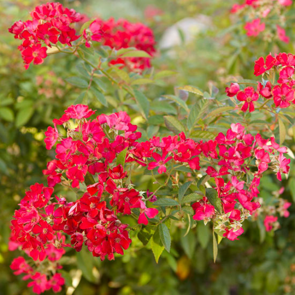 Garten im Sommer rote Blütenpracht draußen genießen