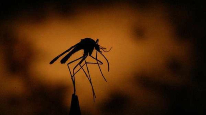 Hausmittel gegen Mücken mückenstich behandeln muecke