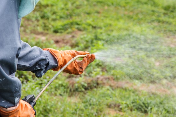Horn-Sauerklee bekämpfen mit natürlichen Hausmitteln und umweltfreundlichen Methoden herbizide gezielt einsetzen