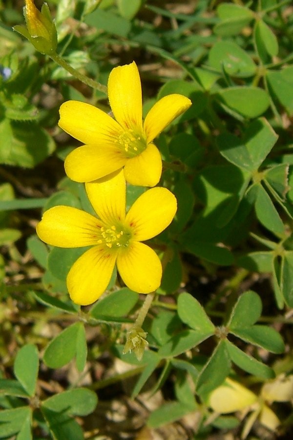 Horn-Sauerklee bekämpfen mit natürlichen Hausmitteln und umweltfreundlichen Methoden oxalis blüte gelb