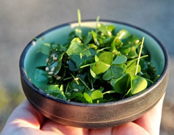 Horn-Sauerklee bekämpfen mit natürlichen Hausmitteln und umweltfreundlichen Methoden oxalis in salate essen