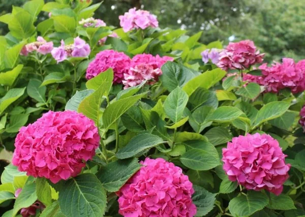 Hortensien pflegen blühende Gartenpflanzen Blütezeit prächtige Blüten