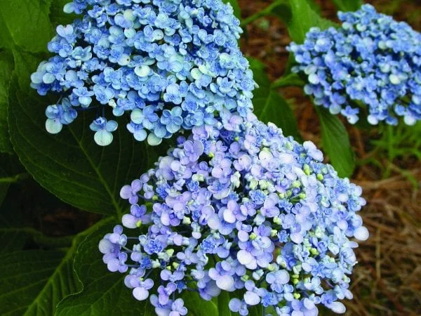 Hortensien pflegen Hingucker im Garten schöne blaue Blüten