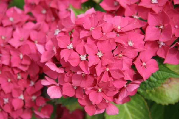 Hortensien pflegen blühende Gartenpflanzen rosa Blüten