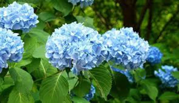 Hortensien pflegen schneiden düngen blühende Gartenpflanzen blaue Blüten