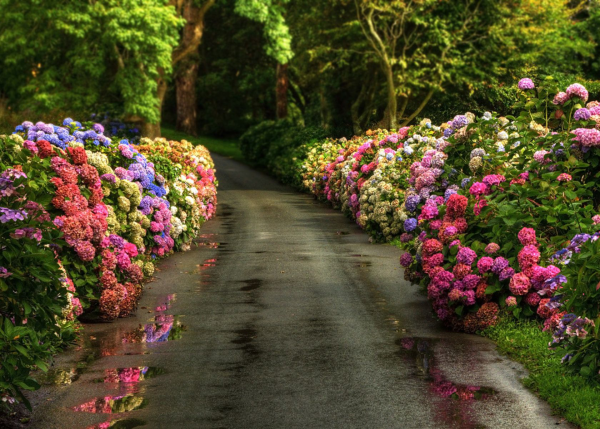 Hortensien zum Blühen bringen Allee schöne Blüten beiderseits in Rosa und Blau schöner Anblick