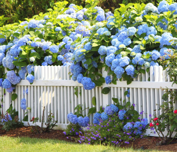 Hortensien zum Blühen bringen Gartenzaun viele Hortensien herrliche blaue Blüten Blickfang