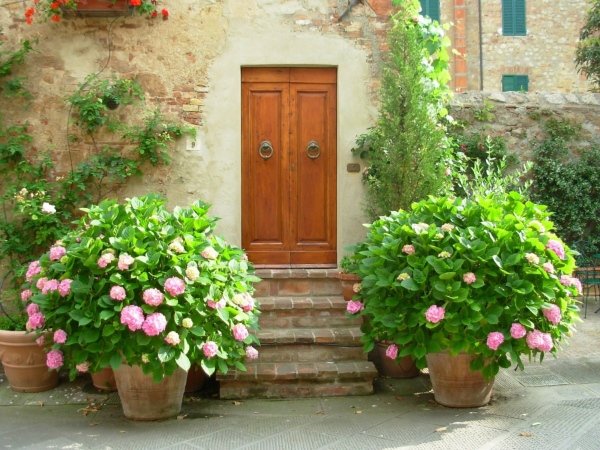 Hortensien zum Blühen bringen Hortensien im Kübel an einem geschützten Ort vor der Haustür überwintern