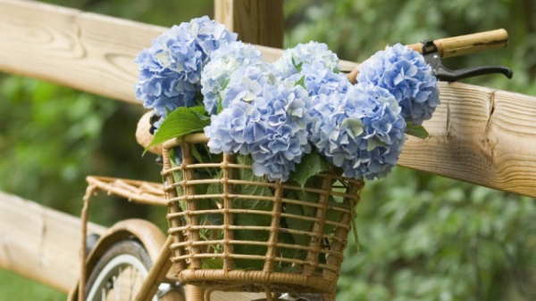 Hortensien zum Blühen bringen Korb mit blauen Blüten herrliche Gartendeko