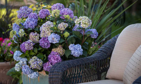 Hortensien zum Blühen bringen Sitzecke im Freien Flechtsessel daneben schöne Hortensien prächtige Blüten romantische Atmosphäre