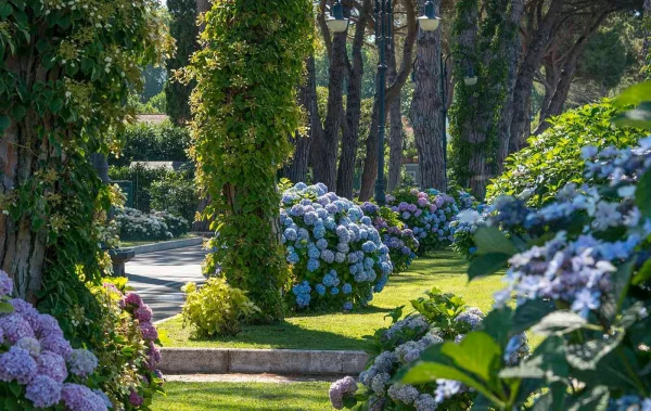 Hortensien zum Blühen bringen gut gepflegter Garten blaue Blüten bringen viel Farbe und natürlichen Charme
