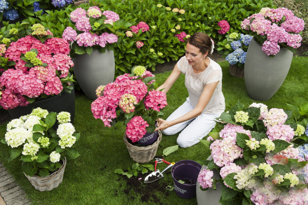 Hortensien zum Blühen bringen junge Frau beim Umtopfen richtige Pflege bringt schöne Blüten
